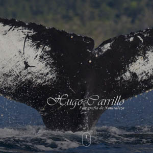 Design and Implement Wordpress theme for Hugo Carrillo site.